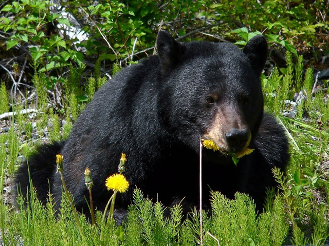 Ours noir assis dans une clairière à la végétation verte mangeant des pissenlits aux fleurs jaunes.