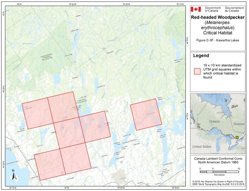 Critical habitat for the Red-headed Woodpecker in Ontario 