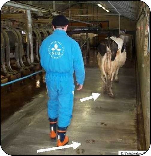 A cow's foot placement and walking speed change with confidence in the flooring or lighting in a barn. A mixture of lime and water brushed onto the floor shows the cow's tracks and her altered locomotion to gain stability on the slippery concrete flooring.