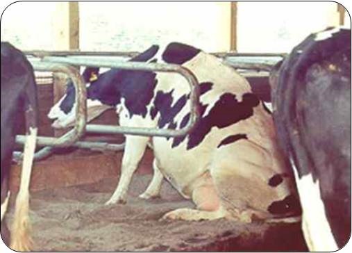 The cow in the photo is sitting like a dog and she rose like a horse, with her front quarters first. The dog-sitting behaviour may persist for several minutes before a cow rises. The behaviour may accompany several failed attempts to rise and some bellowing.