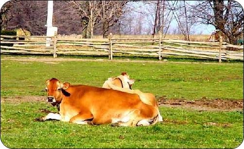 Jersey cow lying in the long resting position with one front leg extended forward.