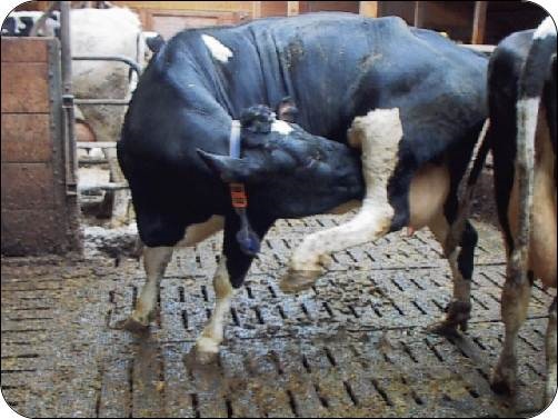 Dr. Barbara Benz (Jungbluth, Benz 2003) reported more frequent caudal licking behaviour on rubber covered floors because cows did not slip while standing on three legs. She noted that a lack of this behaviour is a reliable indicator of floor slipperiness.