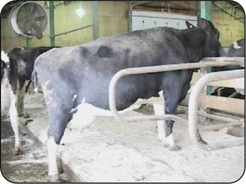 Perching describes cows standing with front feet in the stall and hind feet in the alley. It also could describe cows lying partially in the alley and the stall. Perching also indicates lame cows. Perching cows are sentinels pointing to perils in their stalls or to lameness.