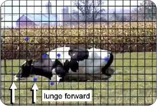 Rising motions include a forward lunge. The arrows show the distance the nose travels forward of the resting position.
