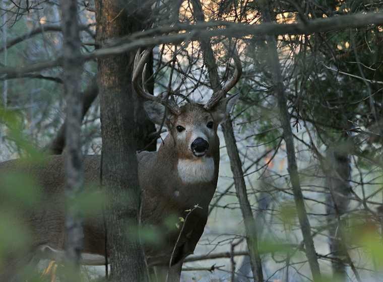White-tailed deer in Ontario