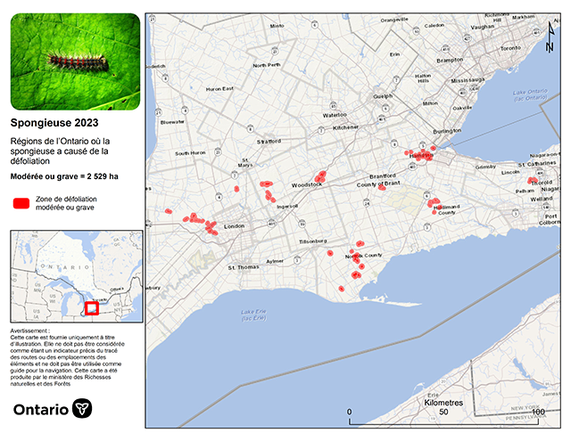 Carte d'une partie du sud de l'Ontario, montrant les zones de défoliation par la teigne spongieuse dispersées entre Niagara et l'ouest de London, au nord du lac Érié.