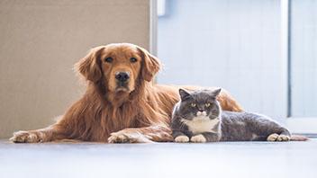 A dog and cat laying down on the floor together