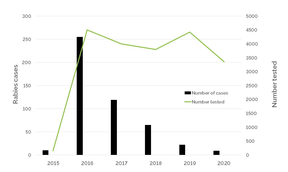 Graph of annual number of rabies cases detected and number of animals tested in Ontario from 2015-2021. The trend shows an annual decline in cases of approximately 50% each year, despite similar numbers of animals tested.