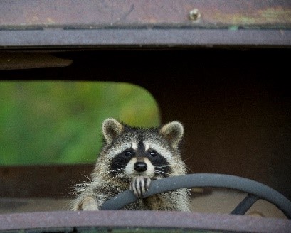 photo of raccoon behind the wheel of a car