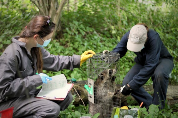 Image of technicians preparing to vaccinate a raccoon.