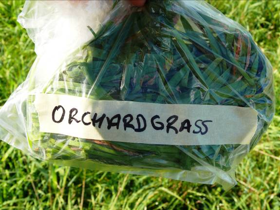 sample of orchard grass in a plastic bag showing amount to be collected 