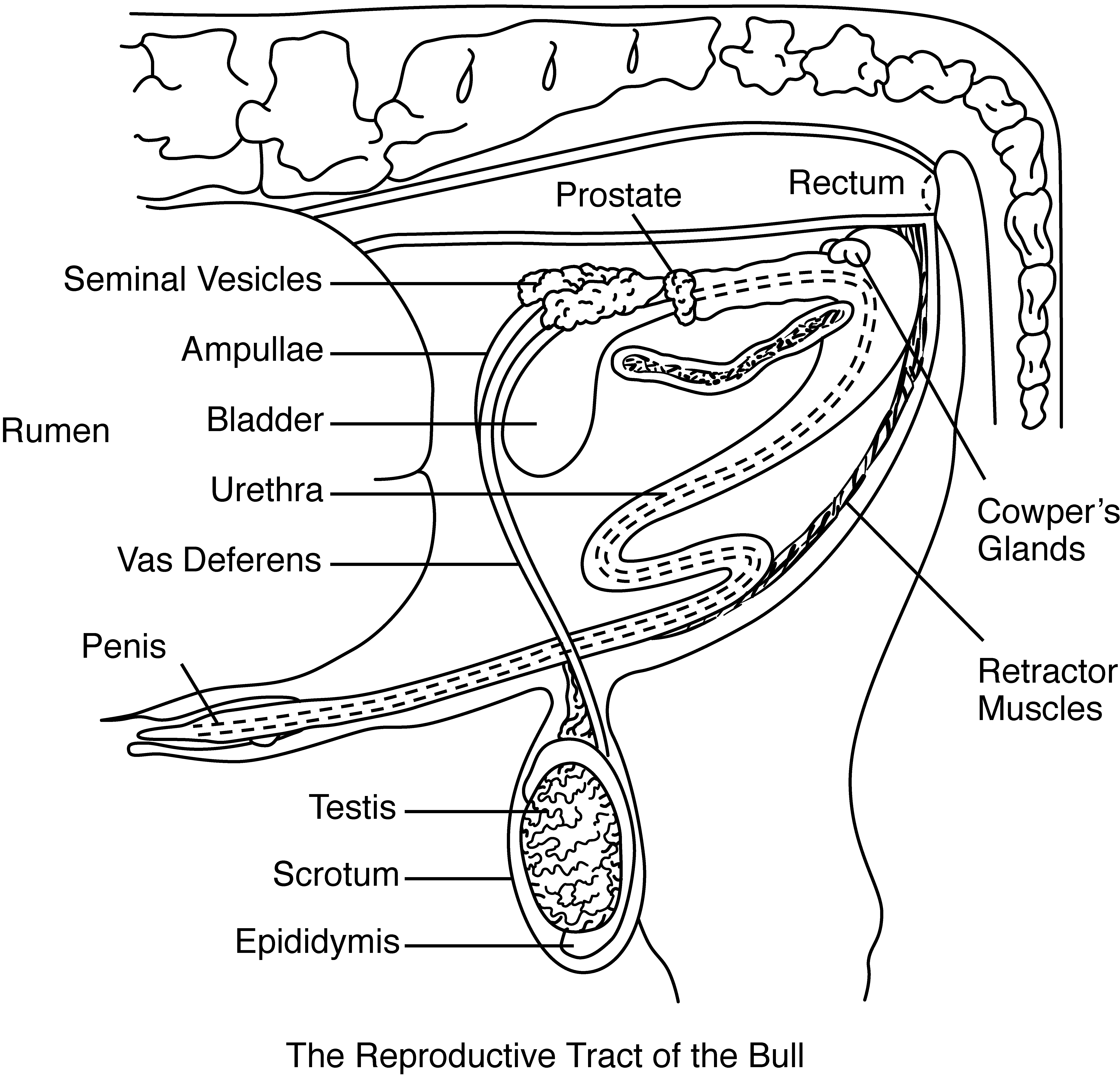 The reproductive tract of the bull