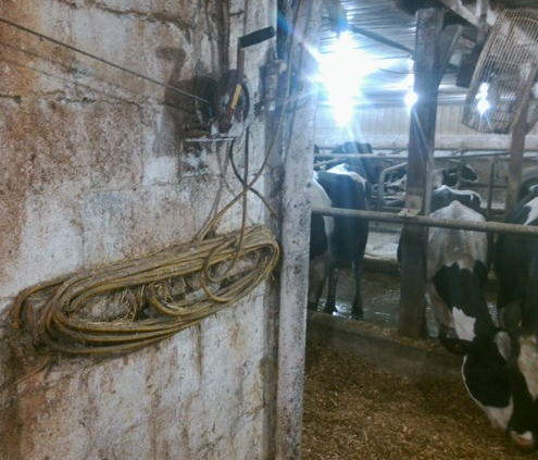 This is a photograph of an extension cord coiled and hanging on the wall inside a dairy barn. The extension cord is a light duty style intended for use in residential applications and not in a barn housing livestock. The extension cord has clearly been in use in that location for a long period of time.