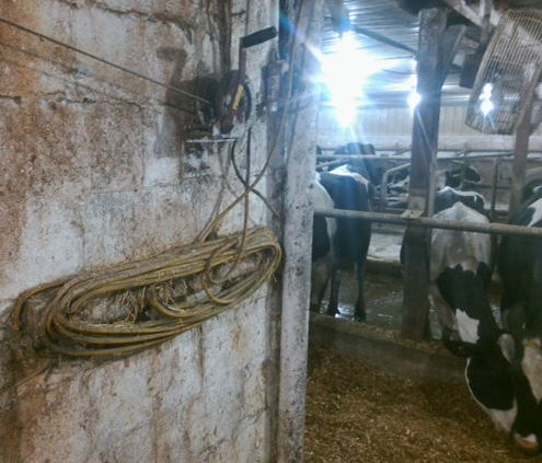 Rallonge électrique enroulée sur le mur intérieur d’un bâtiment de ferme. Il s’agit d’une rallonge électrique de service léger destinée à des usages résidentiels qui n’est pas conçue pour être utilisée dans un bâtiment d’élevage. La rallonge électrique a manifestement été utilisée à cet endroit pendant une longue période.