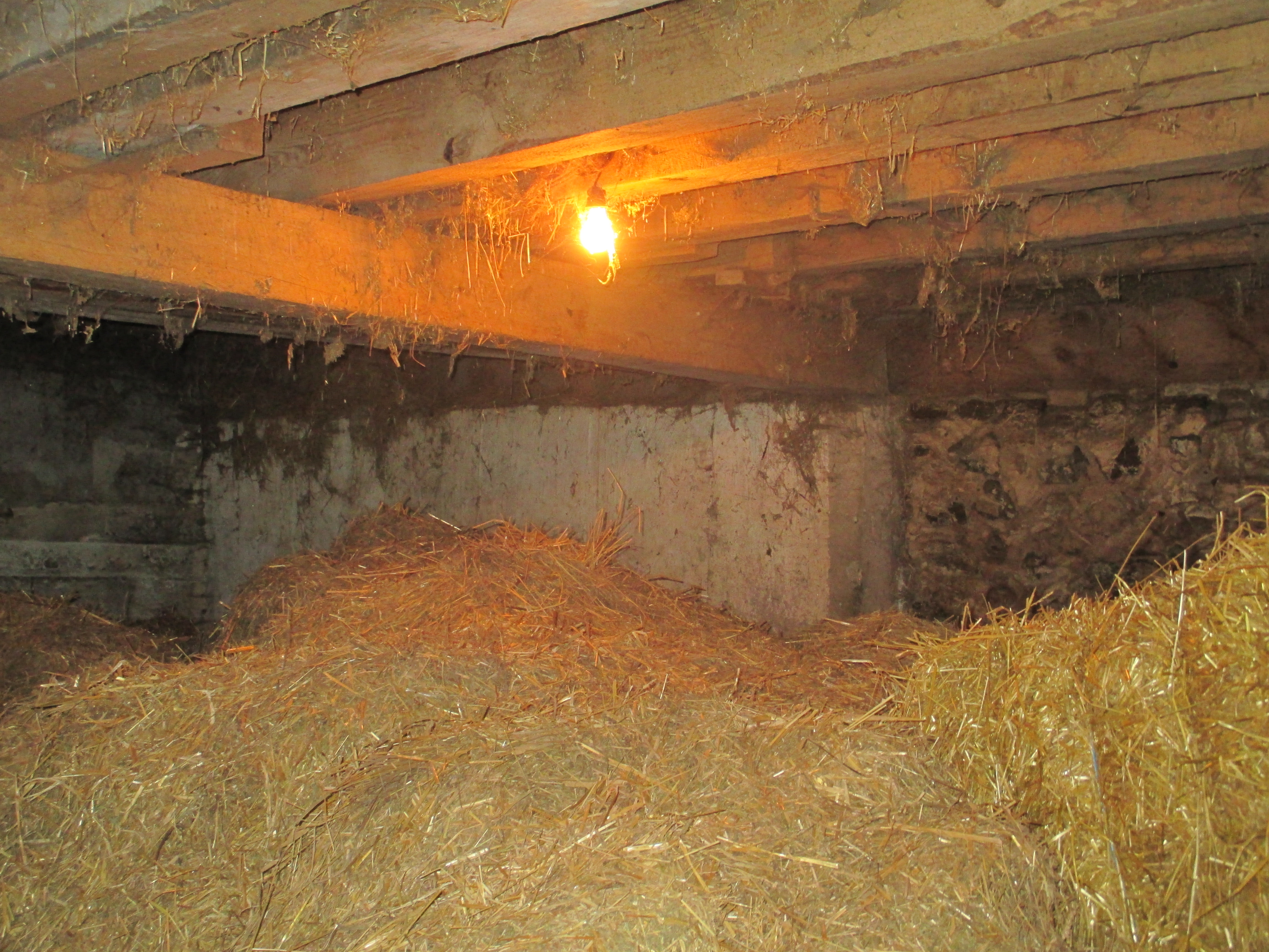 This is a photograph of a light fixture installed in the straw storage area of a barn. The light fixture consists of an incandescent bulb screwed into a fixture base. The fixture base is hanging from the floor joist above by its electrical supply cable. There is no protective cover, screen or cage around the light bulb. There is straw and cobwebs directly surrounding the operating light bulb. There is a large quantity of loose straw being stored approximately 1 m directly below the light bulb.