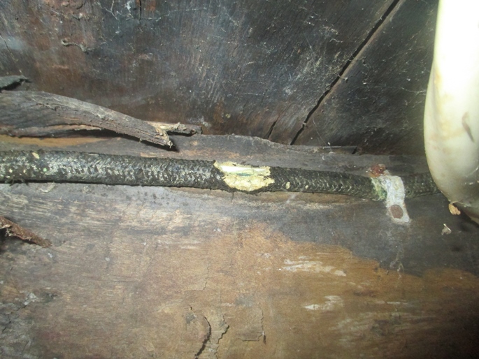 This is a photograph of an electrical cable attached to a wooden beam inside a barn.  The cable appears to be of an old style which uses woven insulation material.  One section of the cable clearly shows evidence of rodent chewing damage.  Rodents have chewed through all of the cables outer insulation and the internal conductor wires are visible.