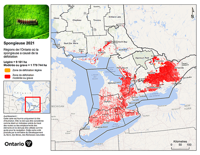 Carte partielle de l'Ontario montrant les zones où la spongieuse a défolié des arbres en 2021