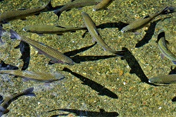 Rainbow trout at a fish hatchery.