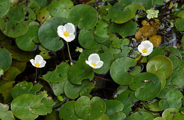La surface du lac forestier envahi par les algues Vodokras ordinaires (Hydrocharis morsus-ranae). Hydrocharis est un genre de plantes aquatiques de la famille des Hydrocharitaceae.