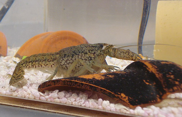 Marbled crayfish specimen, a medium-sized crayfish is 3 to 10 cm in length.