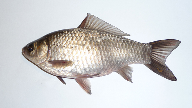 Prussian carp, body is typically a silvery-brown colour. 