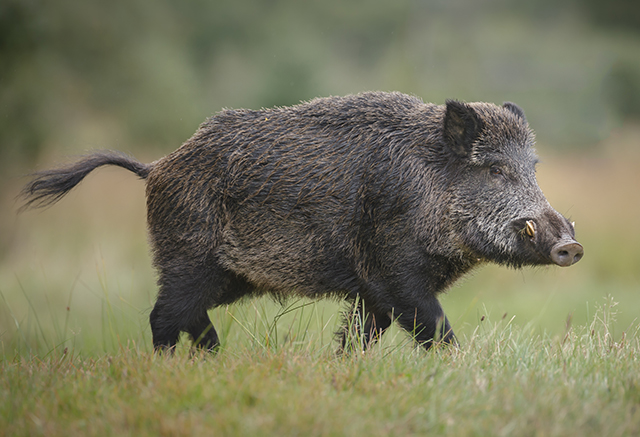Gros cochon sauvage envahissant (sanglier) avec défenses, marchant dans un champ.