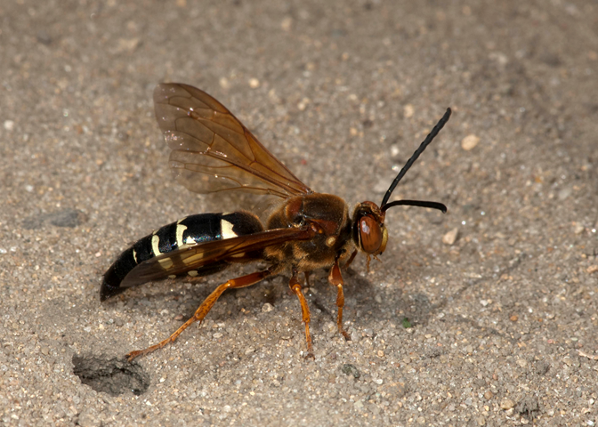 Guêpe tueuse de cigales (Sphecius speciosus) sur de l’asphalte. Le corps de cet insecte est foncé et comporte des bandes brisées jaunes sur l’abdomen. Il s’agit d’une grosse guêpe solitaire qui peut atteindre environ 1,5 à 5 cm (0,6 à 2 pouces) de longueur. 