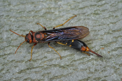 A Pigeon horntail (Tremex columba) on a piece of bark. This insect has a dark body with red, yellow and orange markings on it. It has a long saw-like ovipositor. It is a large, solitary insect that grows to be about 2.5 to 3 centimetres (1 inch) in length.