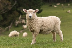 Agneau debout sur l’herbe, avec un troupeau de moutons en train de paître en arrière-plan.