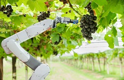 Robot assistant agricole récoltant des raisins pour analyser leur croissance.