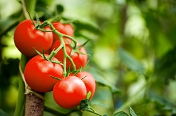 Tomates patrimoniales, mûres et rouges, cultivées dans un champ.