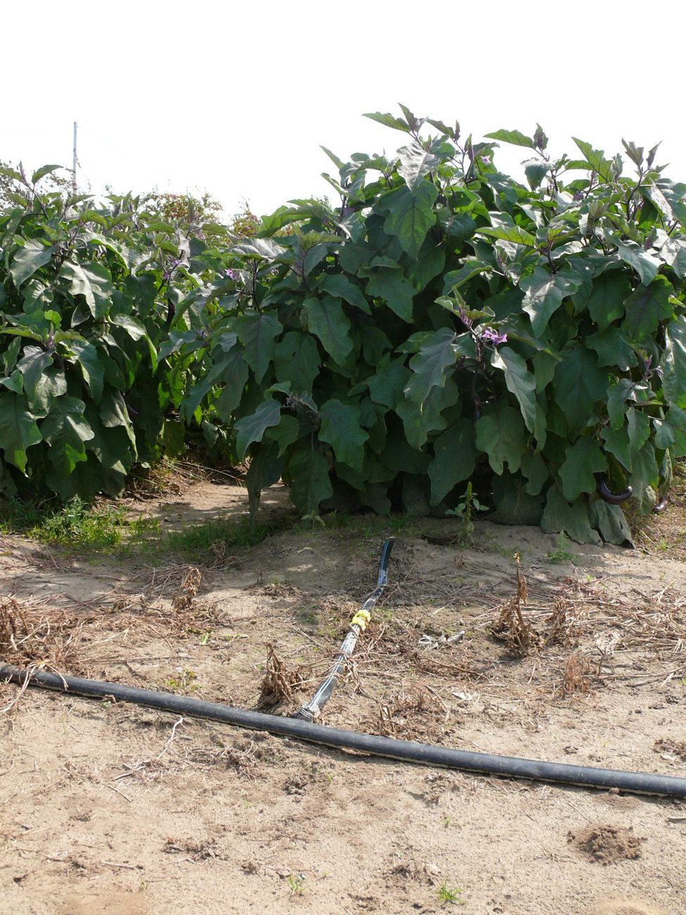 Photo d’un tuyau collecteur qui alimente une gaine d’irrigation perforée déposée sur la surface du sol et servant à irriguer une rangée de plants d’aubergines.