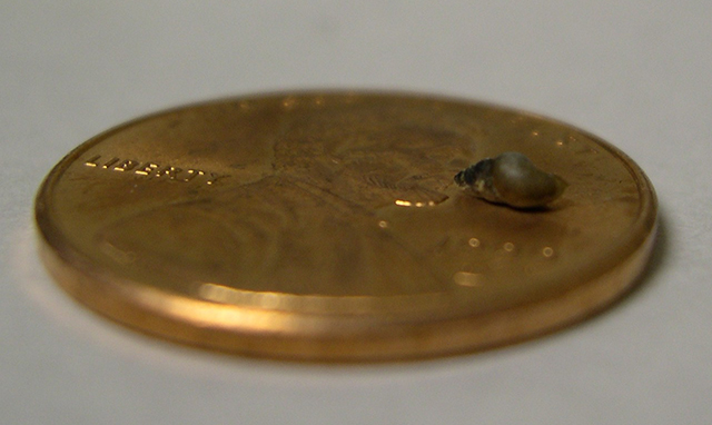 Photo of New Zealand mud snail on an American penny.