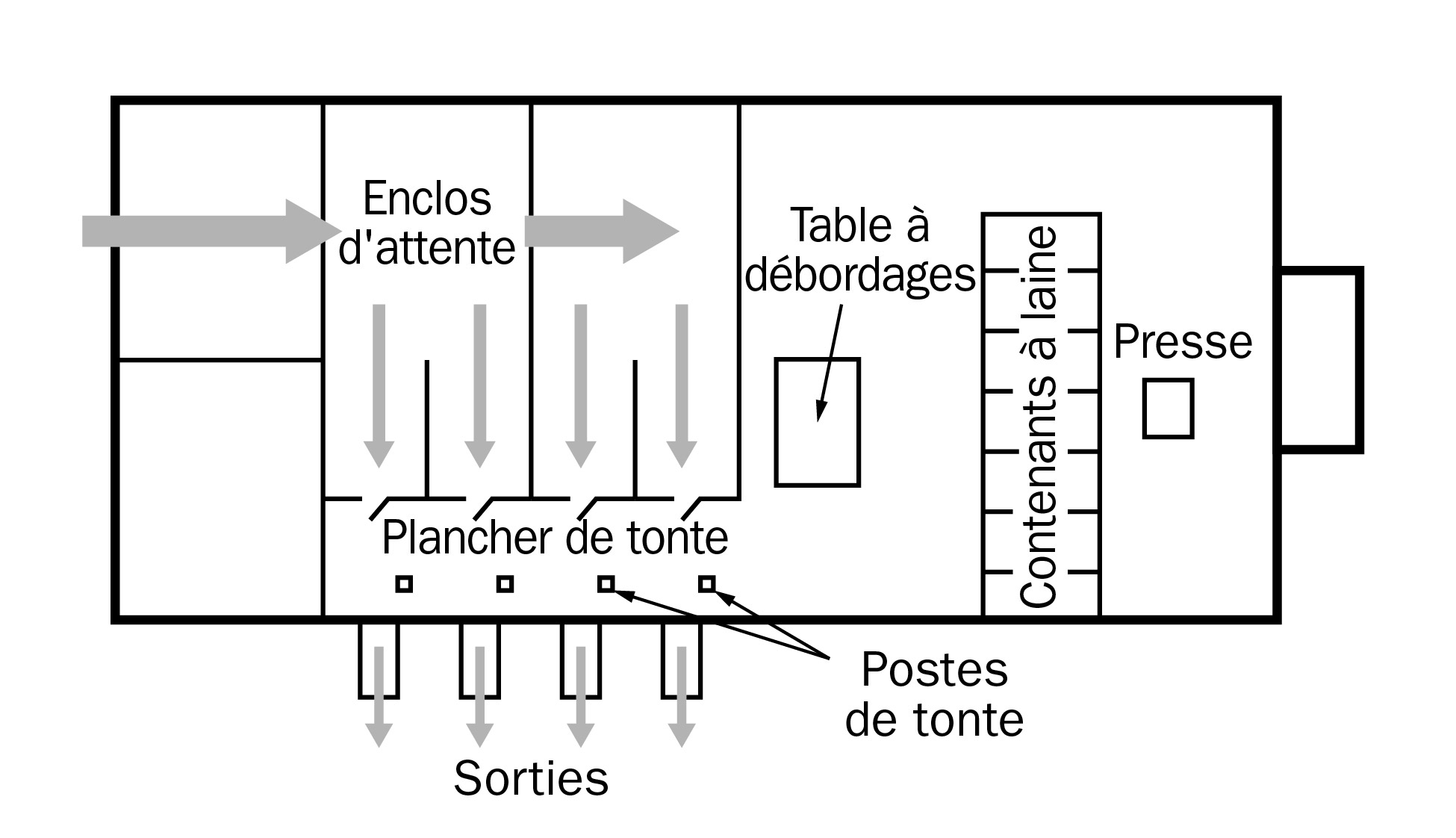 Schéma d’une salle de tonte comportant un système avec entrées et sorties opposées. Le diagramme montre des enclos d’attente dans la partie supérieure gauche, le plancher de tonte dans le bas, au milieu, ainsi qu’une table à débordages, des contenants à laine et une presse du côté droit.