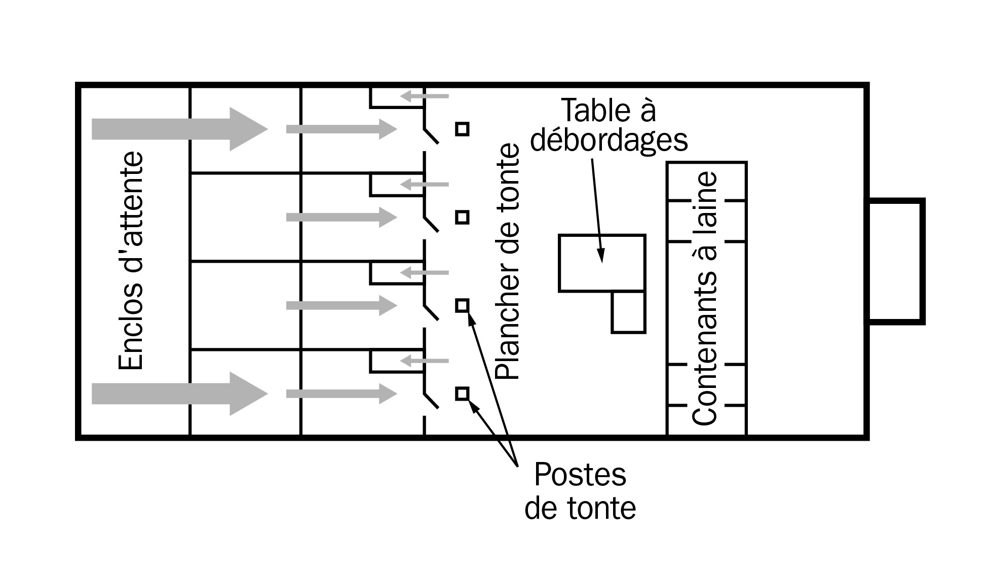 Schéma d’une salle de tonte comportant un système avec entrées et sorties adjacentes. Le diagramme montre des enclos d’attente à gauche, le plancher de tonte au milieu ainsi qu’une table à débordages et des contenants à laine à droite.