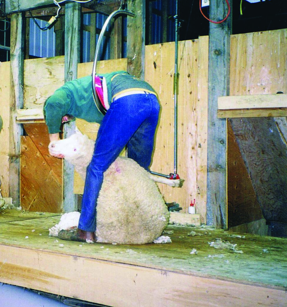 Photo showing shearer working on a raised deck with support systems for proper ergonomics.