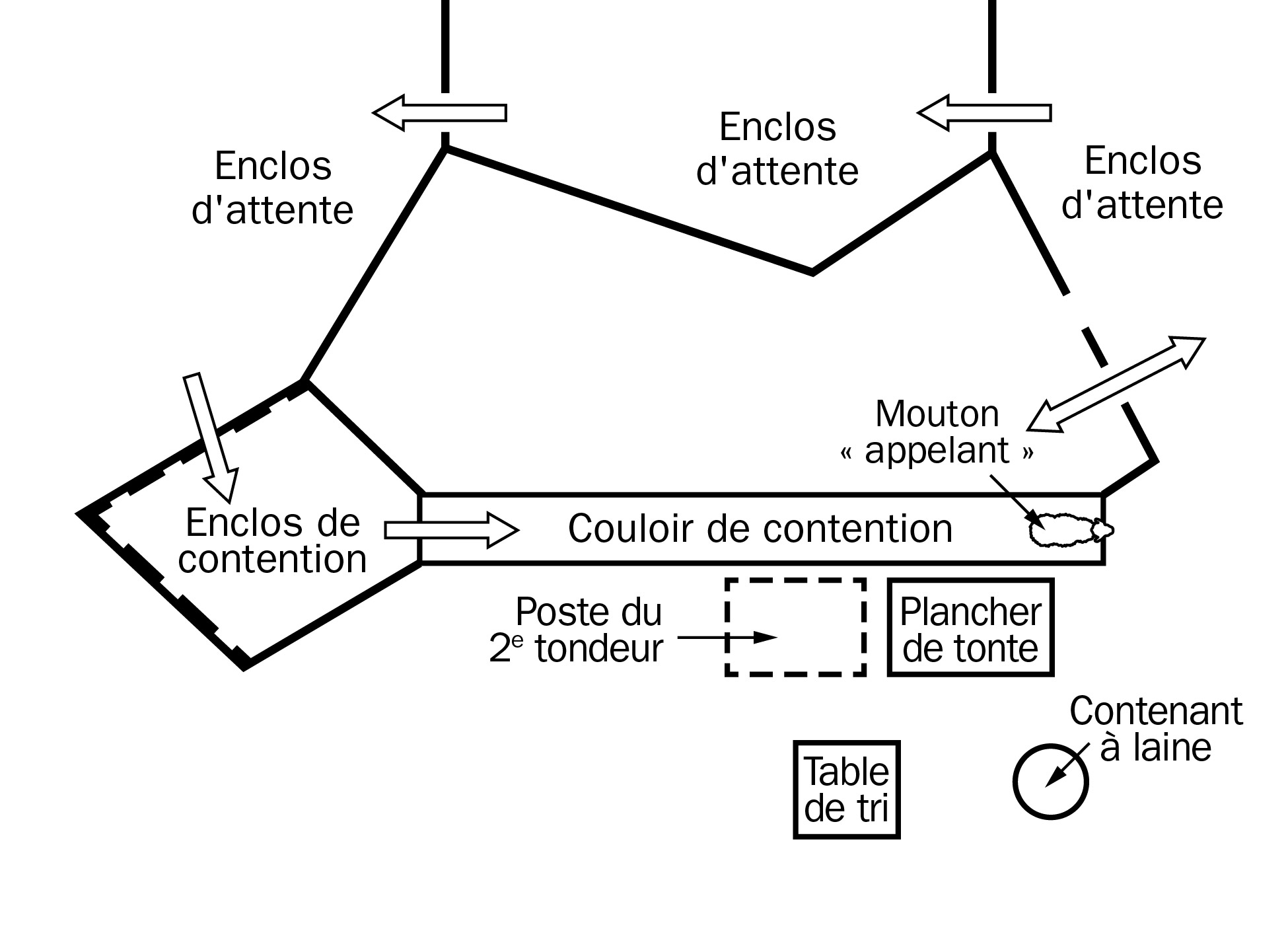 Schéma d’une salle de tonte avec couloir de contention mobile. Des flèches indiquent la direction du déplacement des moutons à partir des enclos d’attente (haut de l’image) vers un enclos de contention (au milieu à gauche) et vers un couloir de contention, ainsi que le plancher de tonte (côté droit).