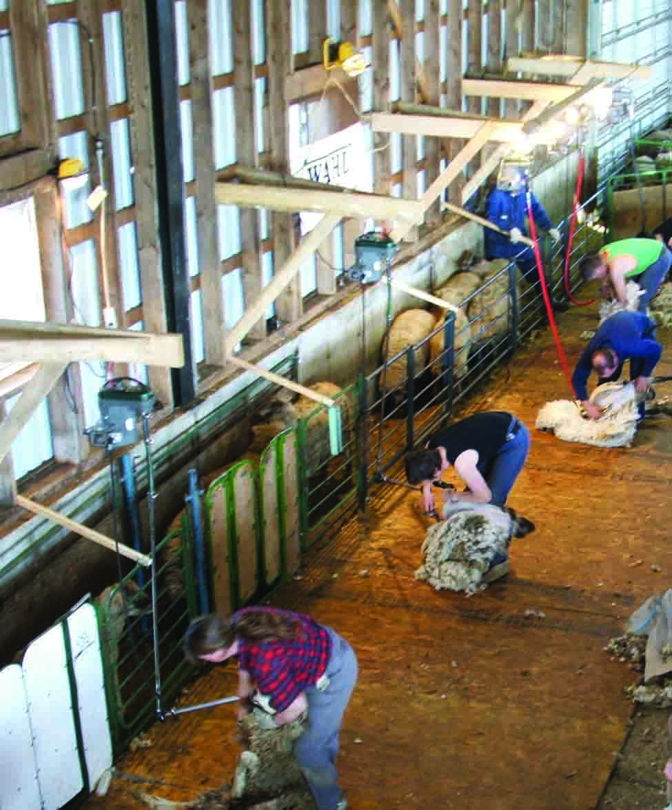 Photo showing a shearing chute with multiple stations where shearers are shearing sheep simultaneously.