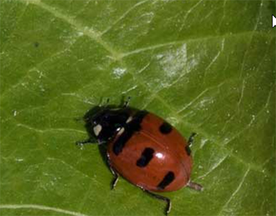 A photograph of a Transverse Lady Beetle