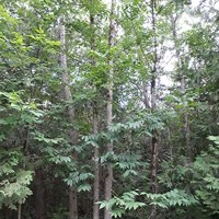 A photograph of a Black Ash