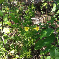 A photograph of Fern-leaved Yellow False Foxglove