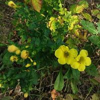 Fern-leaved Yellow False Foxglove