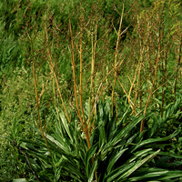 A photograph of Hairy valerian