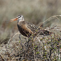 A photograph of Hudsonian Godwit