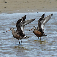 Hudsonian Godwit