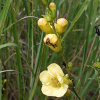 A photograph of a Smooth Yellow False Foxglove