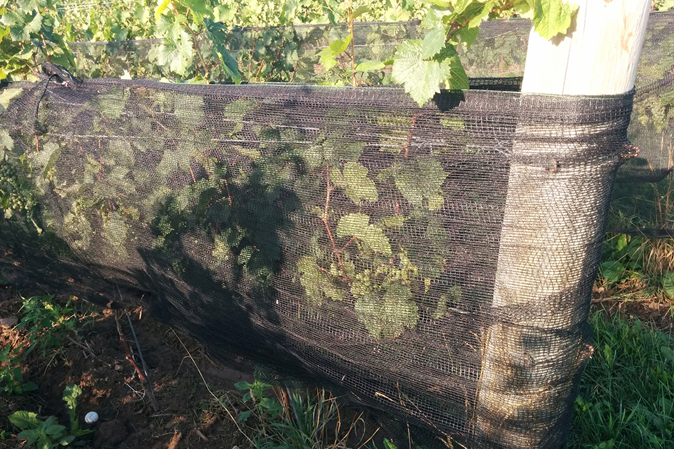 un filet enroulé autour de vignes