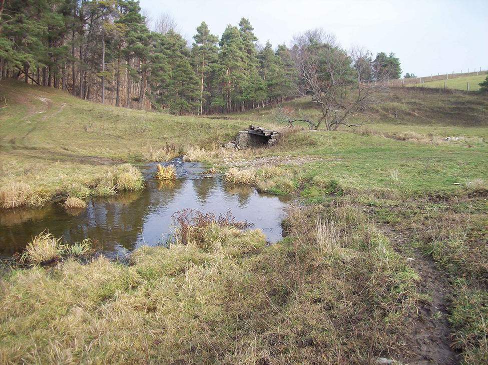 A wetland with an area of standing water. In the background is a drain releasing water into the wetland. The area is surrounded by grass and a forested area in the background.