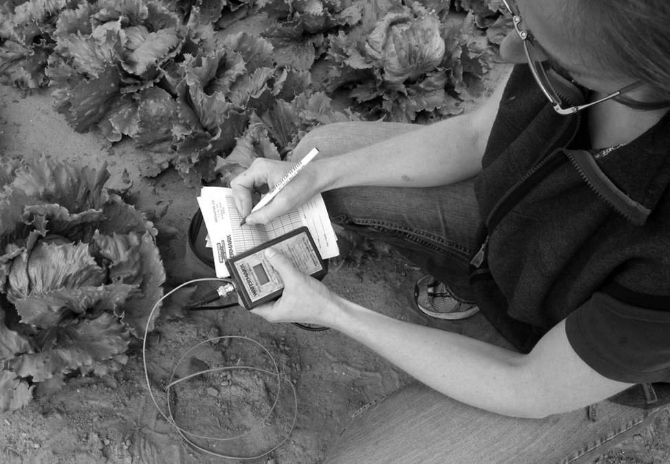 In a lettuce field an irrigator is using a digital hand-held reader to take soil moisture readings from a buried electrical resistance block. The irrigator has connected reader to the wires from electrical resistance block which protrude from soil. The irrigator is recording the reading on a sheet of graph paper.