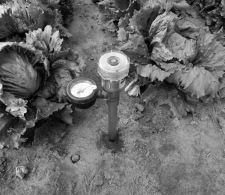 Tensiometer with analogue output (dial reading) installed in soil in lettuce field